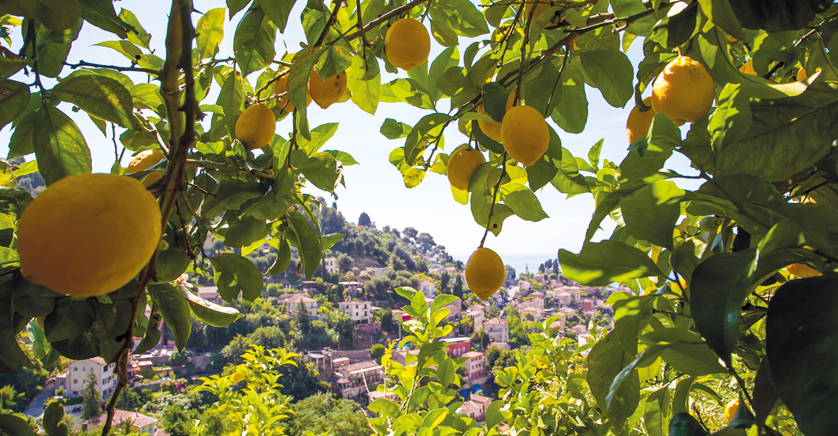 Le Citron de Menton, ce fruit d'exception - @villedementon