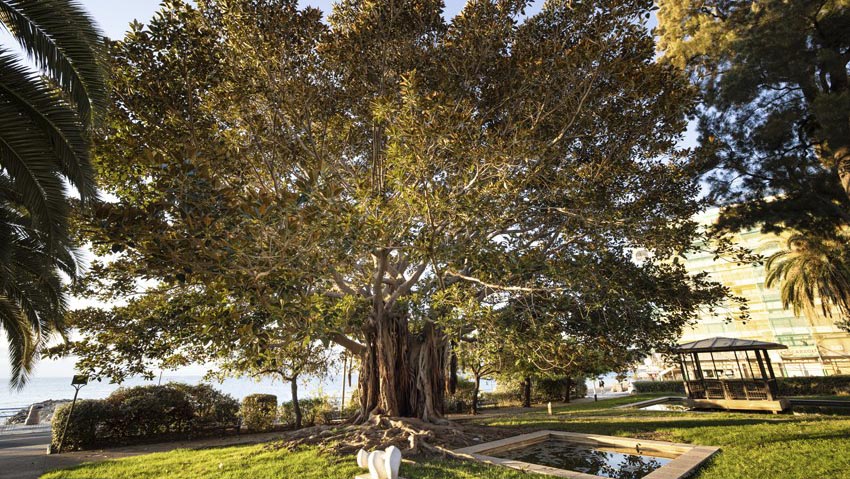 Calendrier 2024 des Arbres — Concours de L'Arbre de l'Année