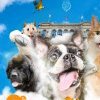 3e Salon du bien-être animal