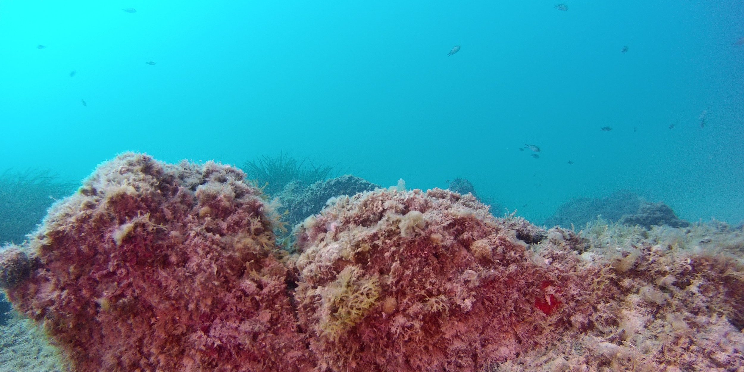 Prospection sous-marine autour du Bastion