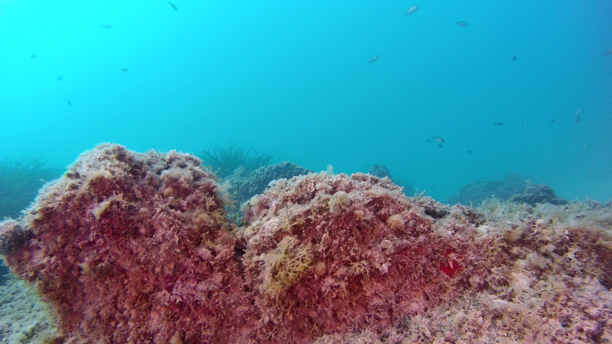 Illustration: © A.D.E Méditerranée