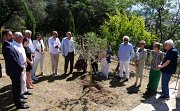 Plantation d'un olivier en hommage à Ilan Halimi
