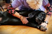 Plus de 800 visiteurs au Salon du bien-être animal 